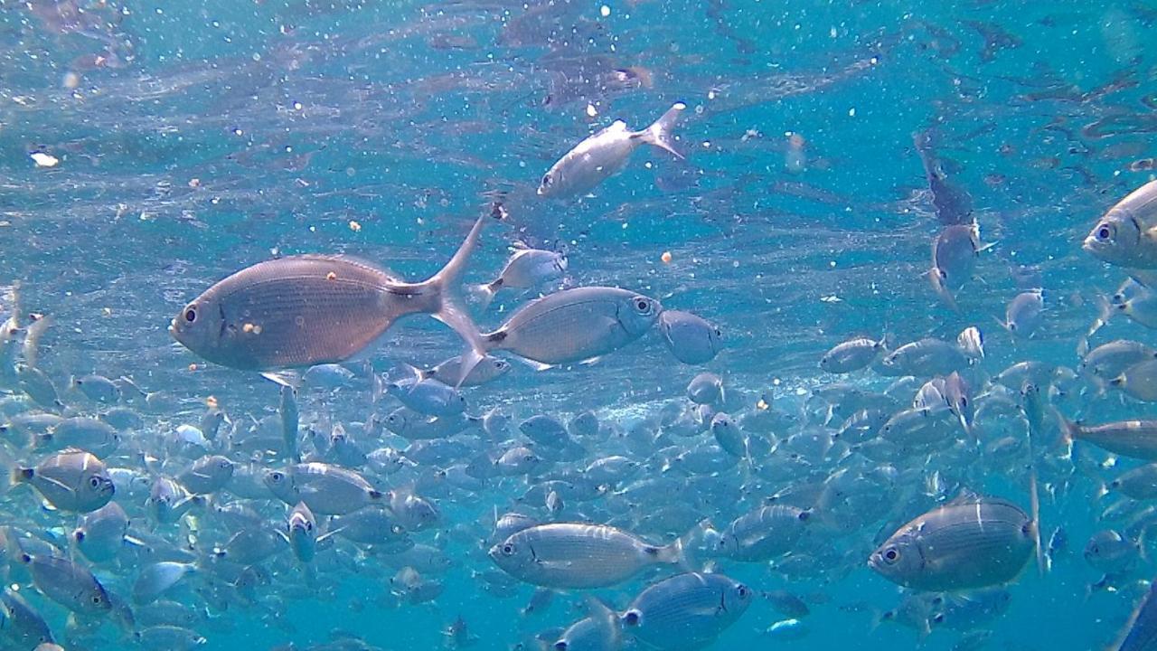 Scugnizza Smeralda Hotell Cannigione Eksteriør bilde